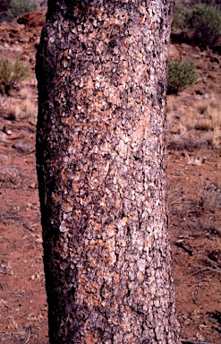 APII jpeg image of Corymbia terminalis  © contact APII