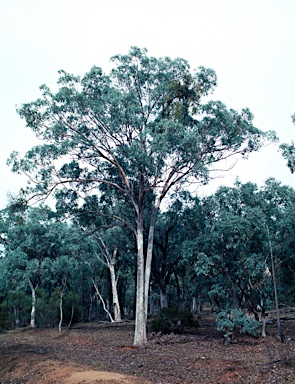 APII jpeg image of Eucalyptus albens  © contact APII