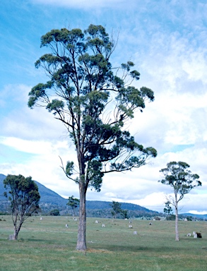 APII jpeg image of Eucalyptus amygdalina  © contact APII