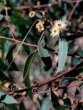 APII jpeg image of Eucalyptus baeuerlenii  © contact APII