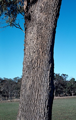 APII jpeg image of Eucalyptus bridgesiana  © contact APII