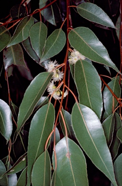 APII jpeg image of Eucalyptus deanei  © contact APII