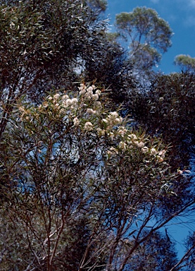 APII jpeg image of Eucalyptus calycogona  © contact APII