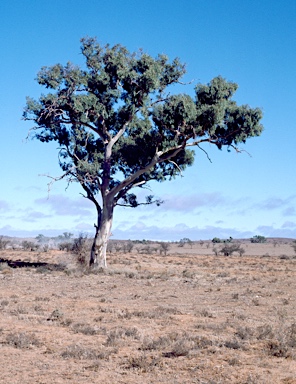 APII jpeg image of Eucalyptus camaldulensis  © contact APII