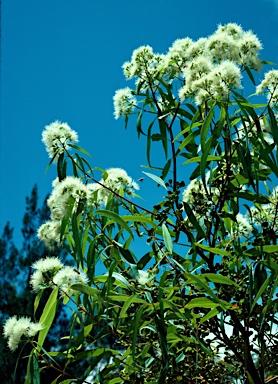 APII jpeg image of Eucalyptus curtisii  © contact APII