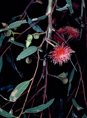 APII jpeg image of Eucalyptus erythronema  © contact APII