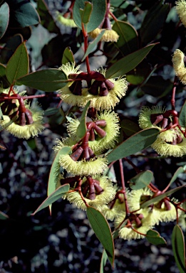 APII jpeg image of Eucalyptus grossa  © contact APII