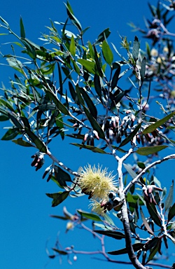 APII jpeg image of Eucalyptus incerata  © contact APII