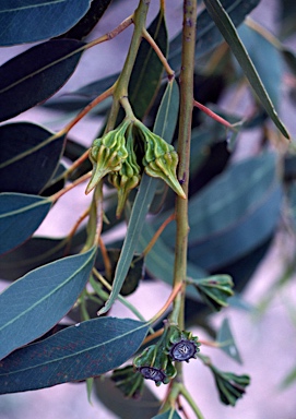 APII jpeg image of Eucalyptus pterocarpa  © contact APII