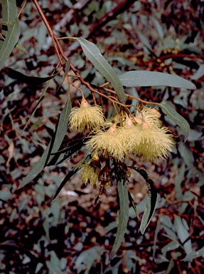 APII jpeg image of Eucalyptus leucoxylon subsp. megalocarpa  © contact APII