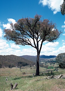 APII jpeg image of Eucalyptus macrorhyncha  © contact APII