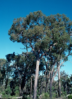 APII jpeg image of Eucalyptus marginata  © contact APII