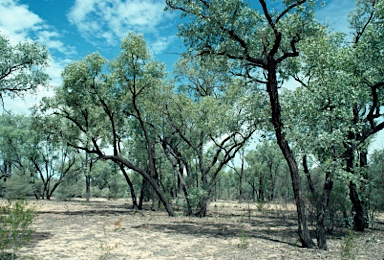 APII jpeg image of Eucalyptus melanophloia  © contact APII