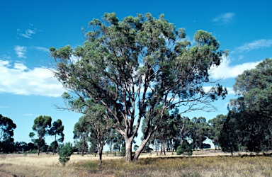 APII jpeg image of Eucalyptus microcarpa  © contact APII