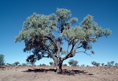 APII jpeg image of Eucalyptus coolabah  © contact APII