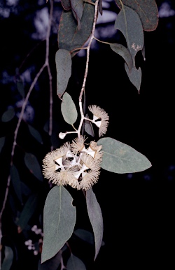 APII jpeg image of Eucalyptus morrisbyi  © contact APII