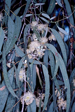 APII jpeg image of Eucalyptus nortonii  © contact APII