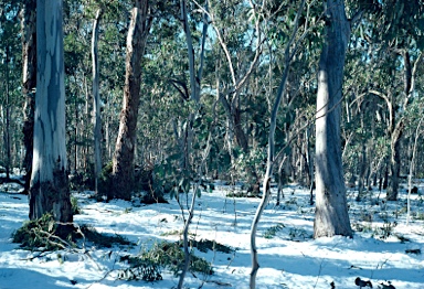 APII jpeg image of Eucalyptus pauciflora subsp. pauciflora  © contact APII