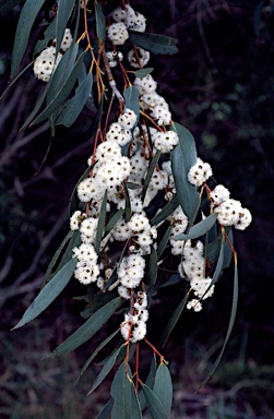 APII jpeg image of Eucalyptus pauciflora  © contact APII