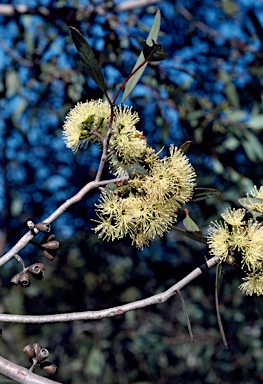 APII jpeg image of Eucalyptus phaenophylla subsp. interjacens  © contact APII