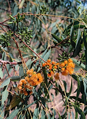 APII jpeg image of Eucalyptus phoenicea  © contact APII