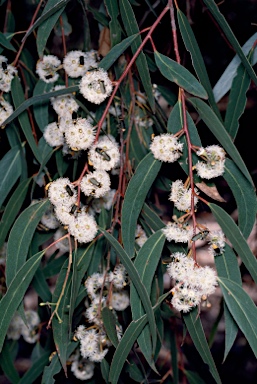 APII jpeg image of Eucalyptus racemosa  © contact APII