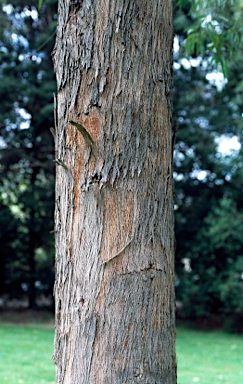 APII jpeg image of Eucalyptus radiata subsp. robertsonii  © contact APII