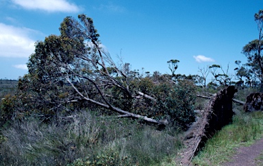 APII jpeg image of Eucalyptus sieberi  © contact APII