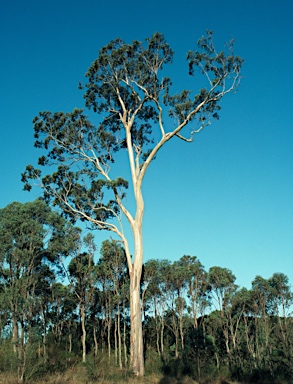 APII jpeg image of Eucalyptus tereticornis  © contact APII