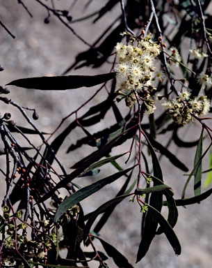 APII jpeg image of Eucalyptus viridis subsp. viridis  © contact APII