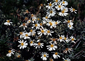 APII jpeg image of Olearia phlogopappa  © contact APII