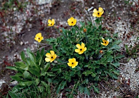 APII jpeg image of Ranunculus graniticola  © contact APII