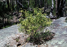 APII jpeg image of Leionema rotundifolium  © contact APII