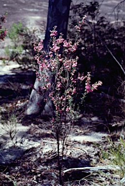 APII jpeg image of Boronia amabilis  © contact APII