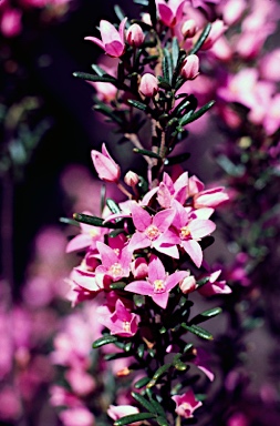 APII jpeg image of Boronia amabilis  © contact APII