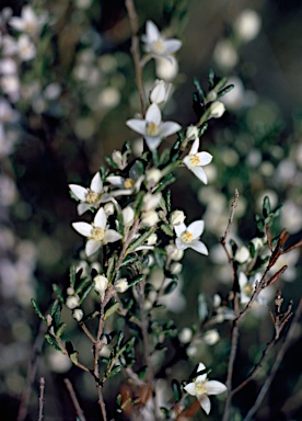 APII jpeg image of Boronia repanda  © contact APII