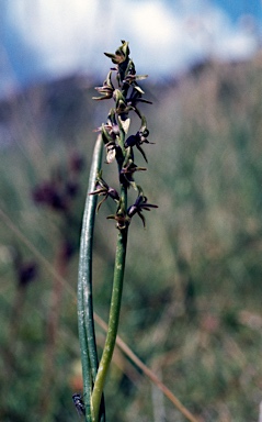 APII jpeg image of Prasophyllum alpinum  © contact APII