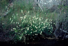 APII jpeg image of Epacris obtusifolia  © contact APII