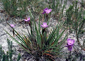 APII jpeg image of Patersonia sericea  © contact APII