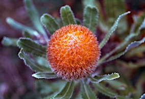 APII jpeg image of Banksia burdettii  © contact APII