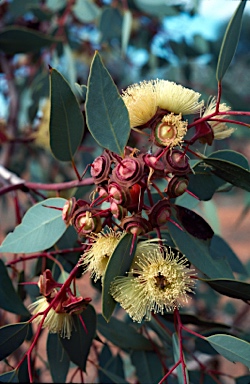 APII jpeg image of Eucalyptus pachyphylla  © contact APII