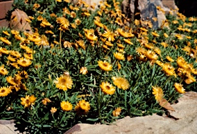 APII jpeg image of Xerochrysum bracteatum 'Diamond Head'  © contact APII