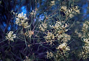 APII jpeg image of Hakea tephrosperma  © contact APII