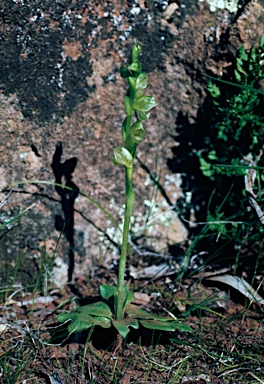 APII jpeg image of Pterostylis mutica  © contact APII