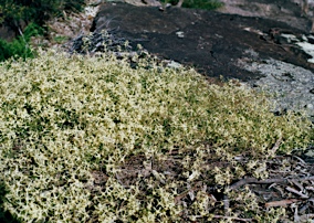 APII jpeg image of Clematis microphylla  © contact APII