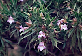 APII jpeg image of Eremophila freelingii  © contact APII