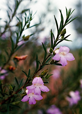 APII jpeg image of Eremophila goodwinii  © contact APII