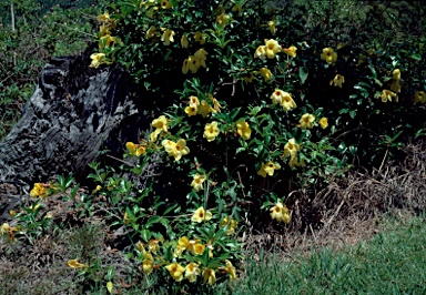 APII jpeg image of Allamanda cathartica  © contact APII