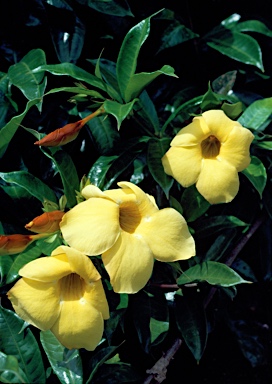 APII jpeg image of Allamanda cathartica  © contact APII