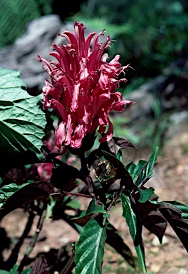 APII jpeg image of Justicia carnea  © contact APII